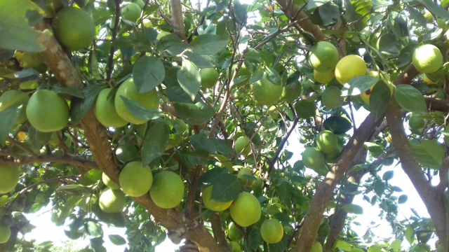 Soroti Fruit Trees